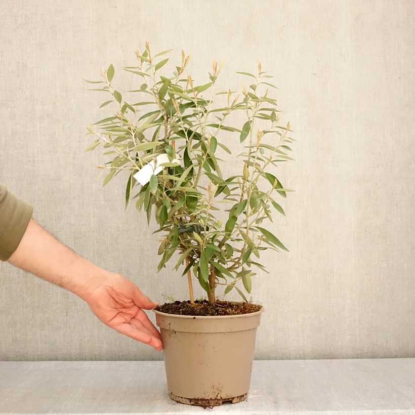 Grevillea victoriae  4L/5L pot sample as delivered in spring