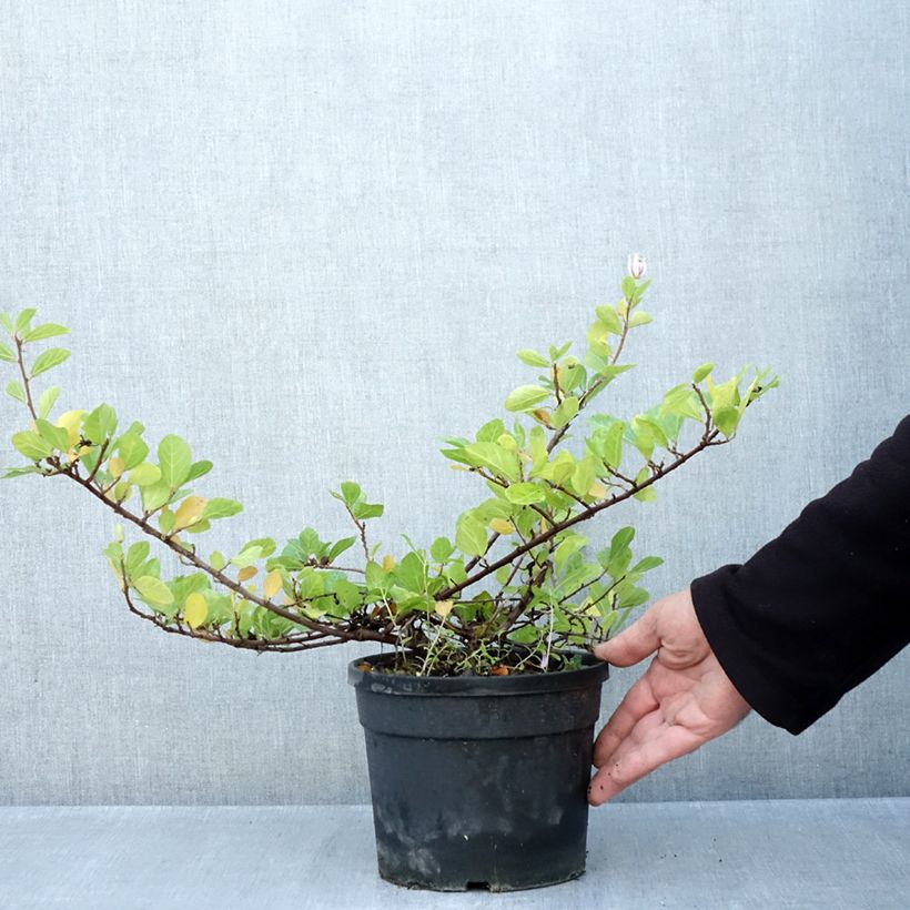 Grewia occidentalis 3L/4L pot sample as delivered in autumn