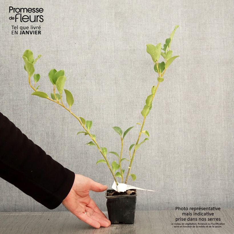 Griselinia lucida 8/9 cm pot sample as delivered in winter