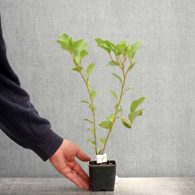 Griselinia lucida 8/9 cm pot sample as delivered in spring