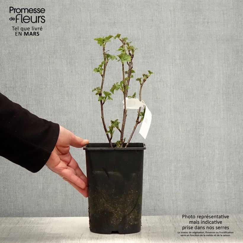 Redcurrant Zitavia - Ribes rubrum 2L/3L pot, Clump sample as delivered in spring