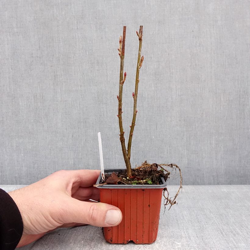 Ribes rubrum Jonkheer van Tets - Redcurrant 8/9 cm pot sample as delivered in winter