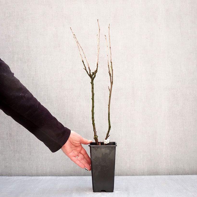 Ribes rubrum Jonkheer van Tets - Redcurrant 1.5L/2L pot, Standard sample as delivered in winter