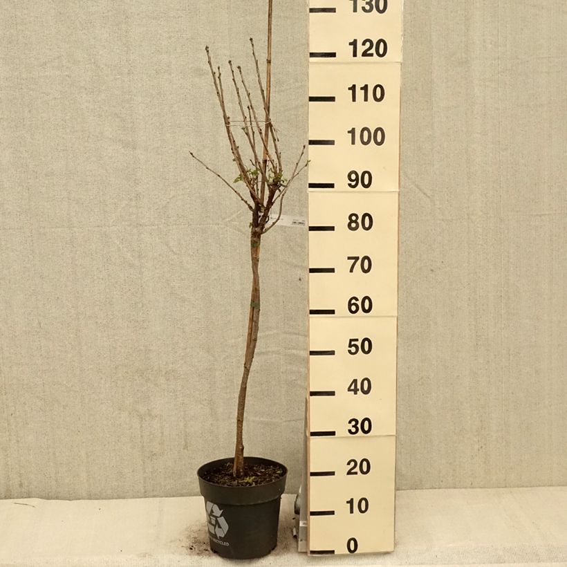 Redcurrant Rola - Ribes rubrum 6L/7L pot, Standard sample as delivered in spring