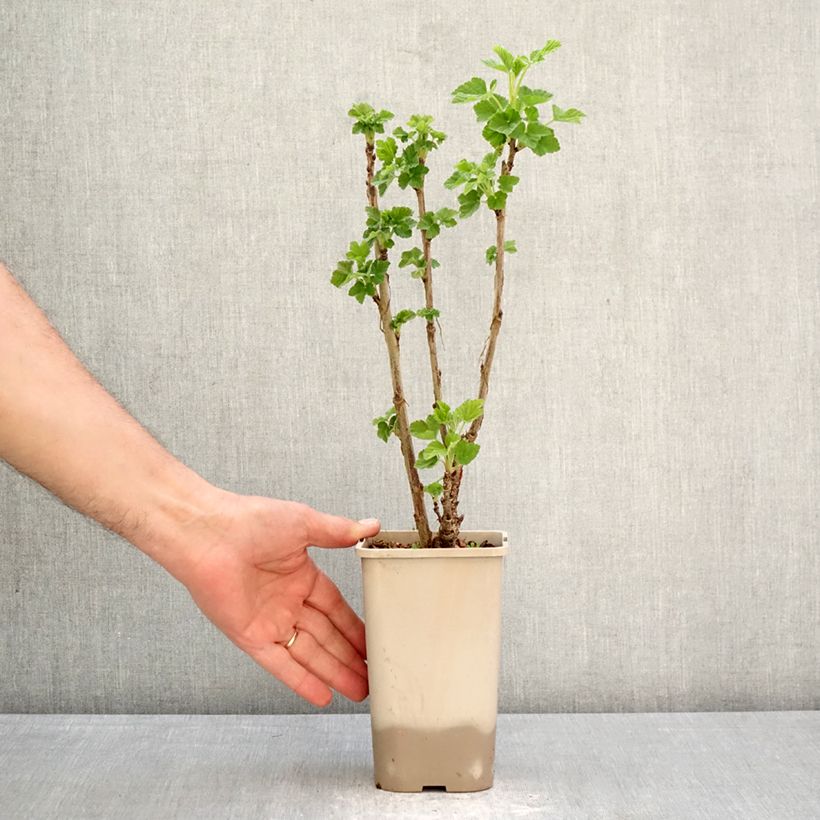 Ribes rubrum Ribest 'Sonette' 1.5L/2L pot sample as delivered in spring