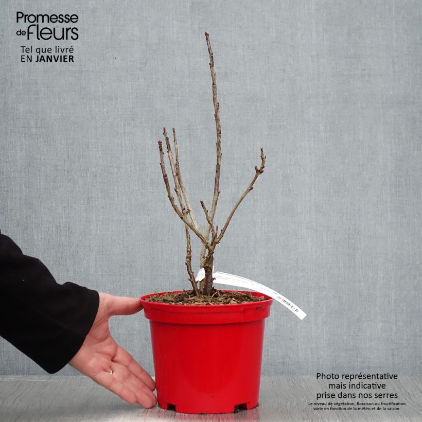 Redcurrant Versaillaise Redcurrant bush - Ribes rubrum 1.5L/2L pot sample as delivered in winter