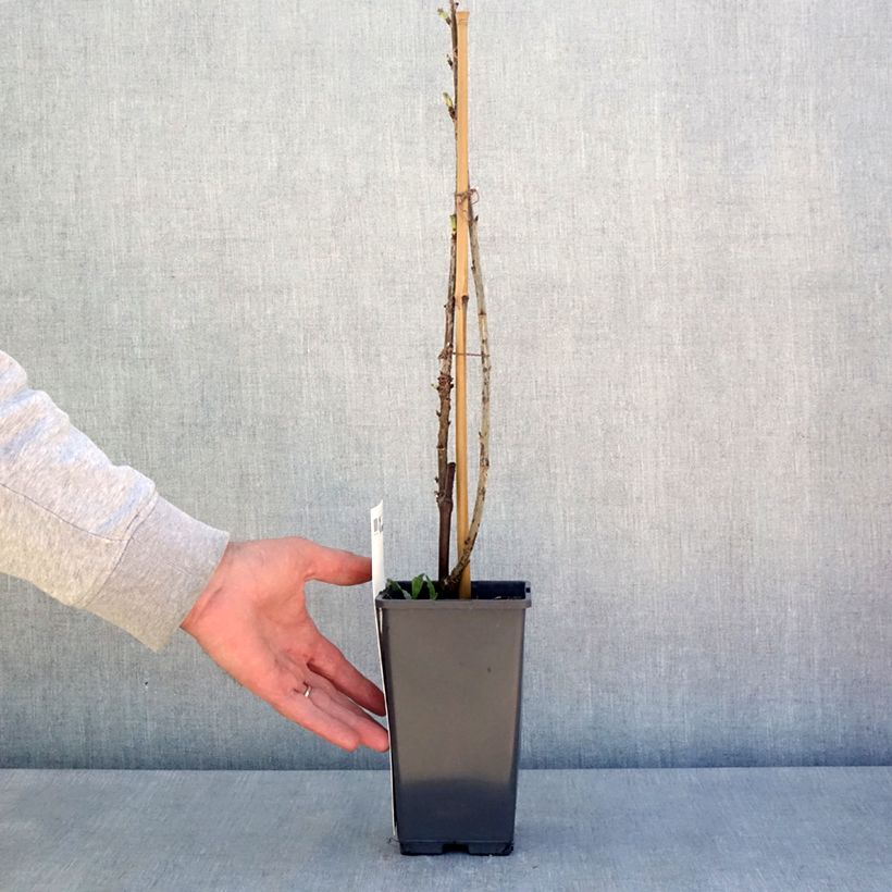 Redcurrant Versaillaise Redcurrant bush - Ribes rubrum 4L/5L pot sample as delivered in spring