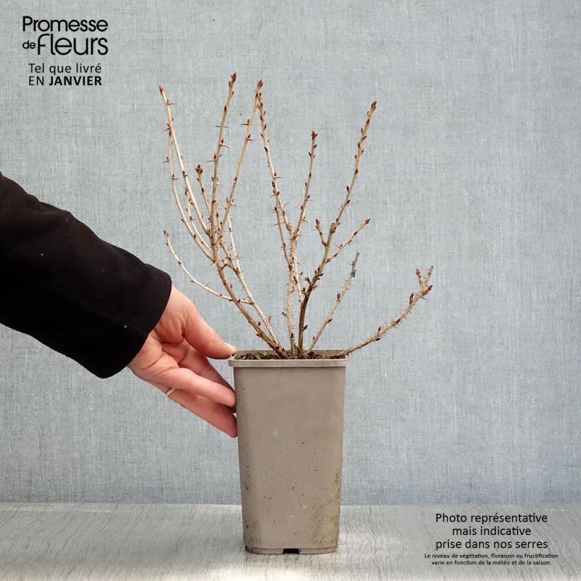 Gooseberry asycrisp Mr Green 1.5L/2L pot sample as delivered in winter