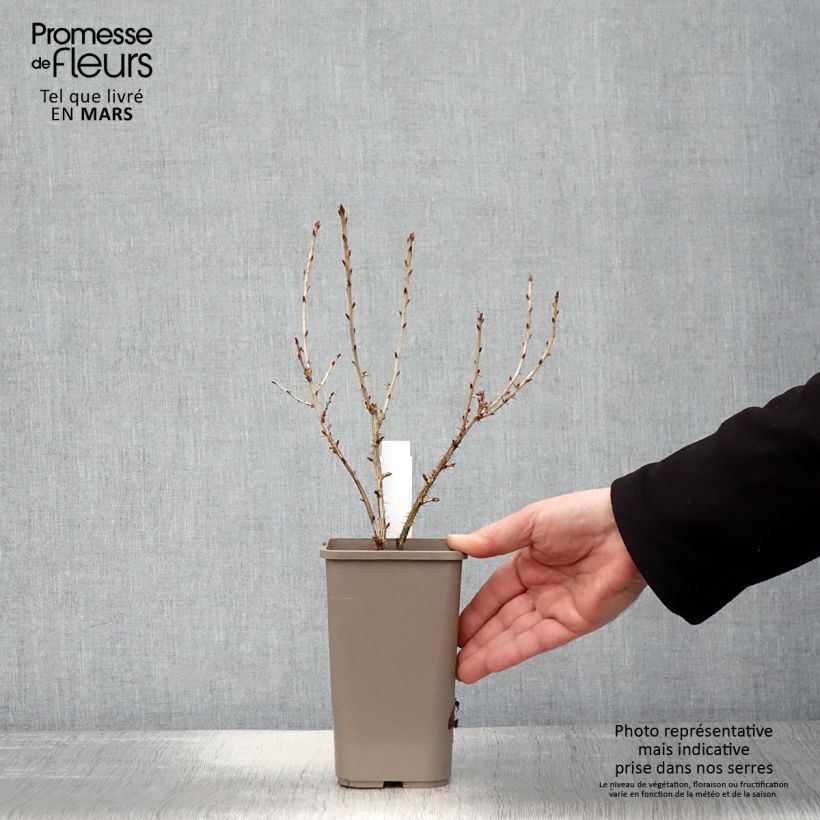 Gooseberry asycrisp Mr Green 1.5L/2L pot sample as delivered in spring