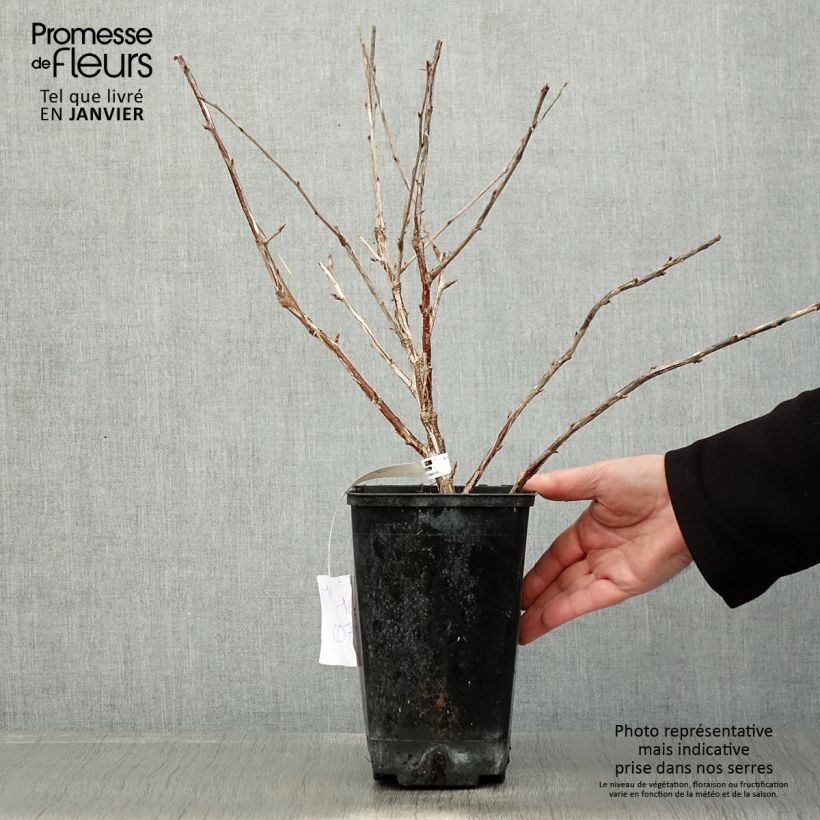 Gooseberry Freedonia - Ribes uva-crispa 1.5L/2L pot sample as delivered in winter