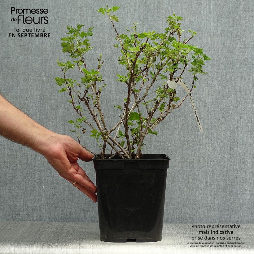 Gooseberry Freedonia - Ribes uva-crispa 4L/5L pot sample as delivered in autumn