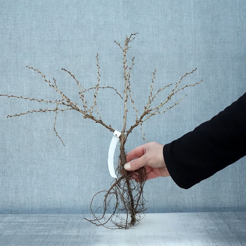 Gooseberry Invicta - Ribes uva-crispa Bare root, Bush sample as delivered in autumn