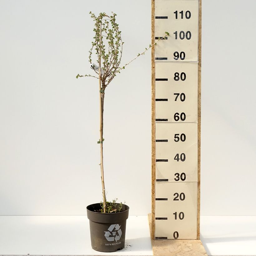 Gooseberry Darling - Ribes uva-crispa 6L/7L pot, Standard sample as delivered in spring