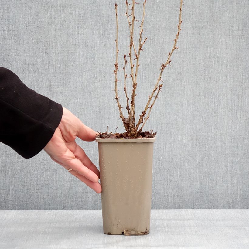 Ribes uva-crispa Crispa Nibbling - Gooseberry 1.5L/2L pot, Clump sample as delivered in winter