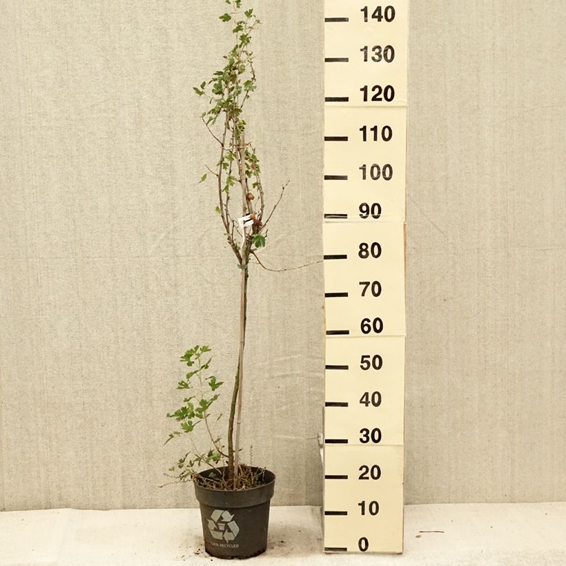 Ribes uva-crispa 'Solemio Crispa' 6L/7L pot, Standard sample as delivered in summer