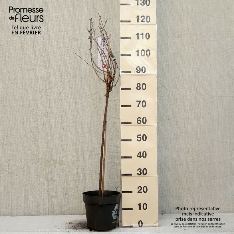 Ribes uva-crispa Easycrisp 'Lady Late' 6L/7L pot sample as delivered in winter