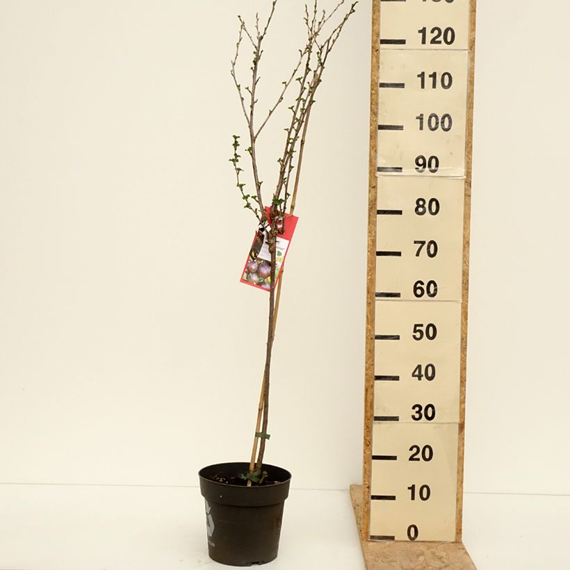 Ribes uva-crispa Easycrisp 'Lady Late' 6L/7L pot, Standard sample as delivered in spring