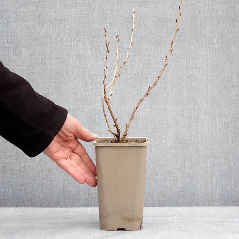 Gooseberry Easycrisp 'Mme Sansouci' 1.5L/2L pot, Clump sample as delivered in winter