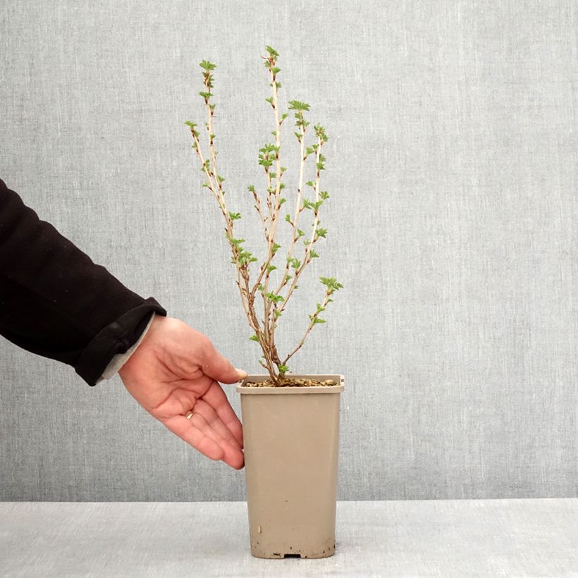 Gooseberry Easycrisp 'Mme Sansouci' 1.5L/2L pot, Clump sample as delivered in spring