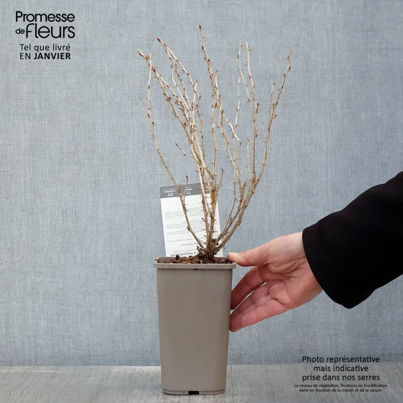 Gooseberry Hinnonmäki Gul - Ribes uva-crispa  1.5L/2L pot sample as delivered in winter