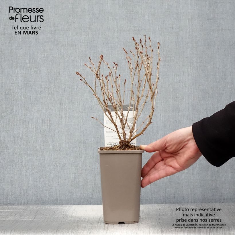 Gooseberry Hinnonmäki Gul - Ribes uva-crispa  1.5L/2L pot sample as delivered in spring