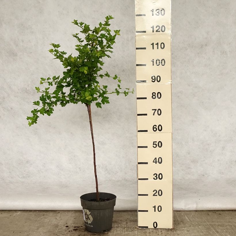 Ribes uva-crispa 'Mucurines' 6L/7L pot, Standard sample as delivered in spring