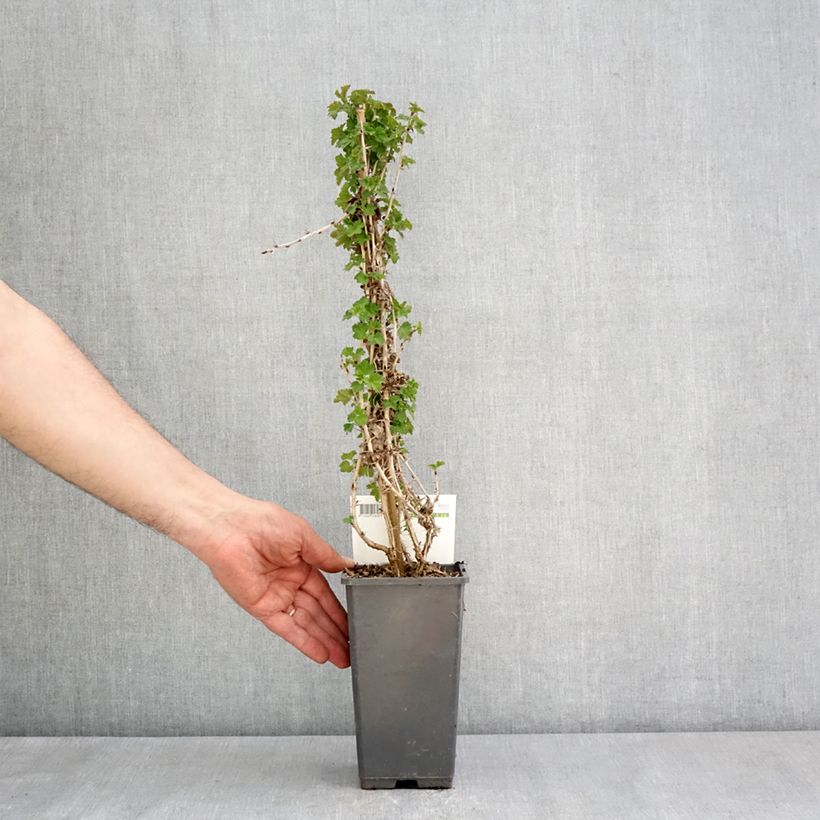 Ribes uva-crispa 'Tatjana' 1.5L/2L pot, Clump sample as delivered in spring