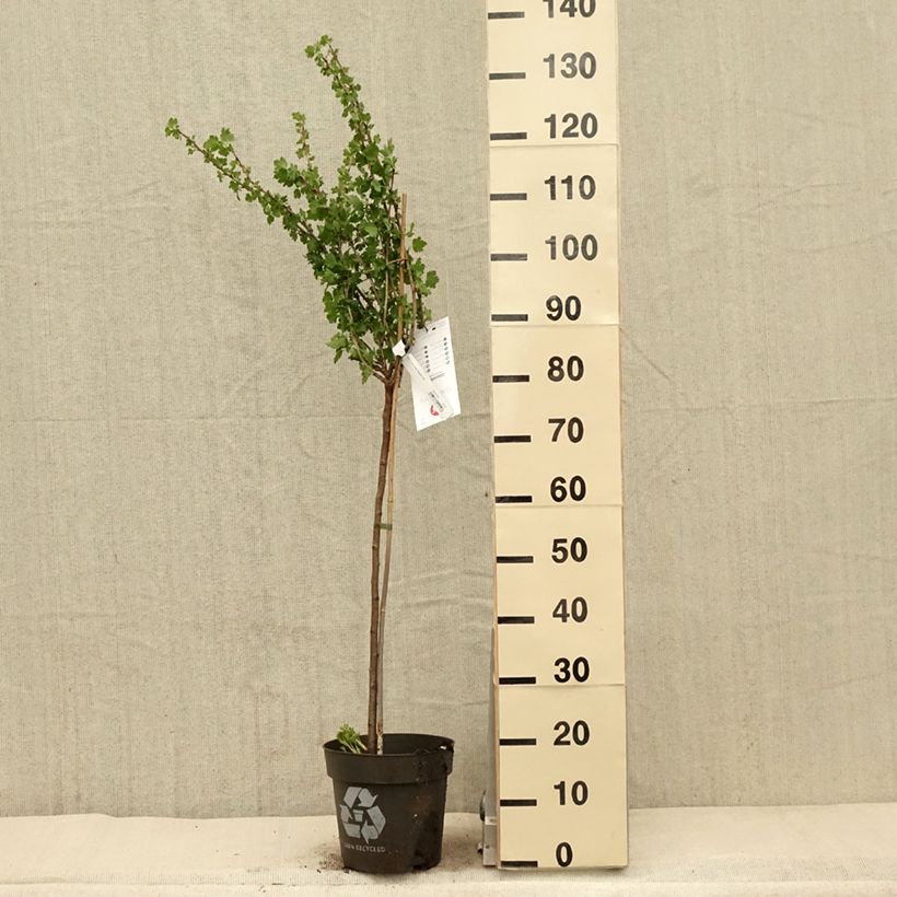 Ribes uva-crispa 'Tatjana' 6L/7L pot, Standard sample as delivered in spring