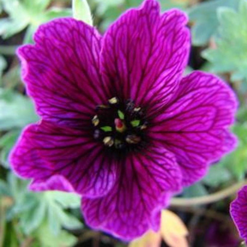 Geranium cinereum Purple Pillow (Flowering)