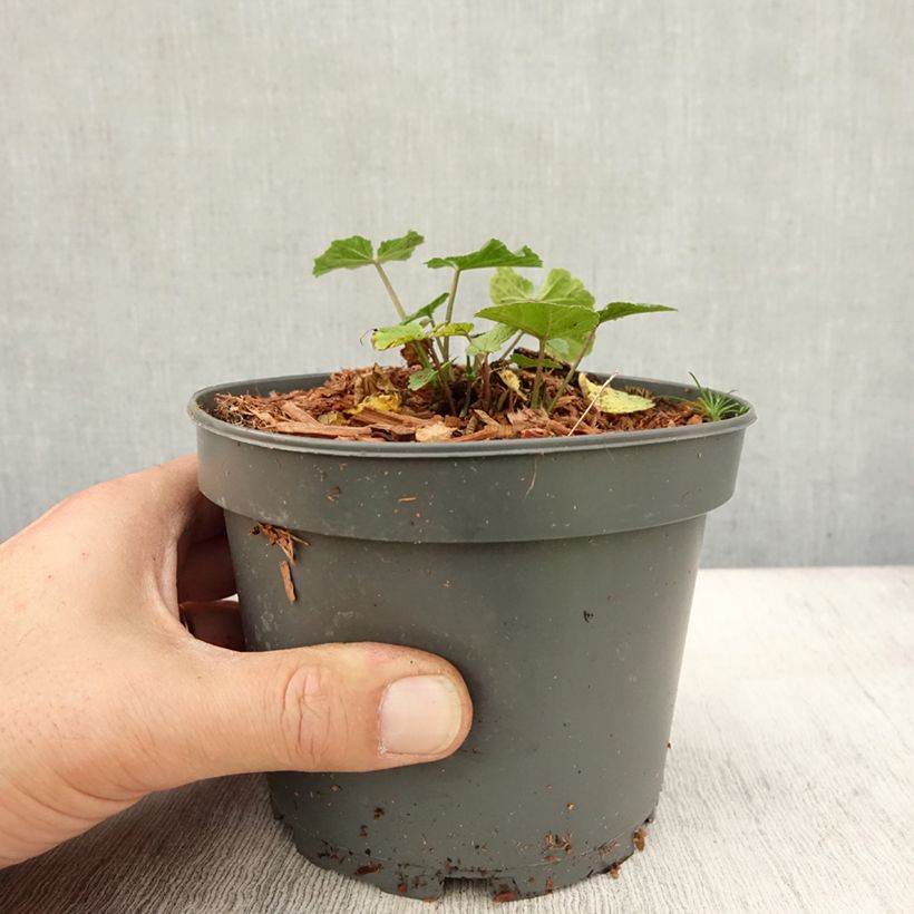 Althaea officinalis 1.5L/2L pot sample as delivered in autumn