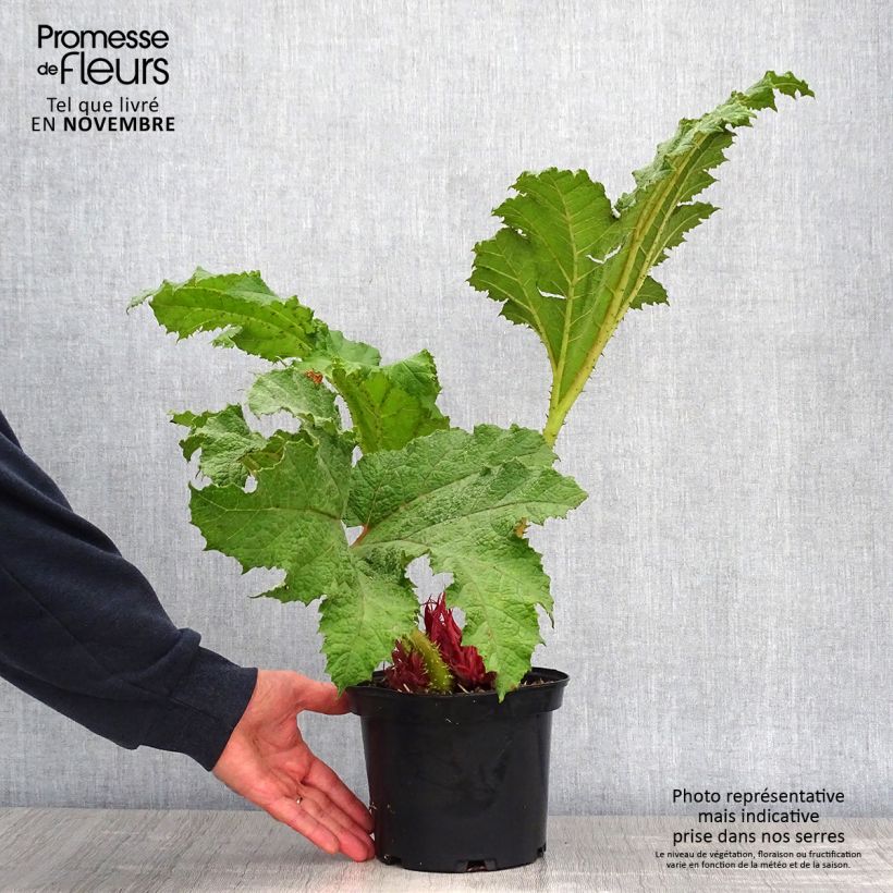 Gunnera manicata - Brazilian Giant-rhubarb 3L/4L pot sample as delivered in autumn