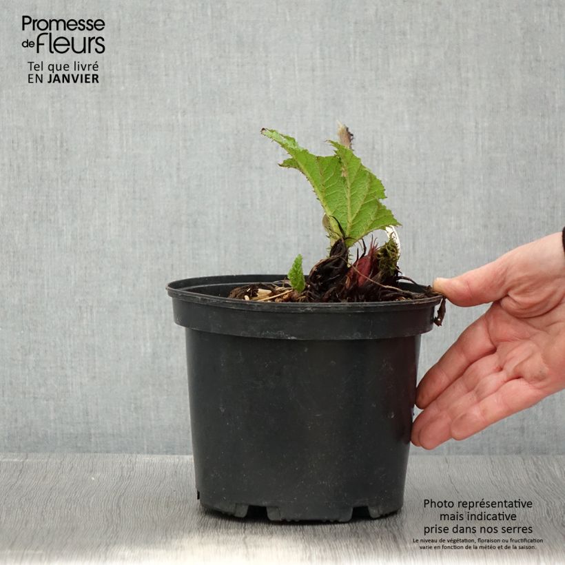 Gunnera manicata - Brazilian Giant-rhubarb 3L/4L pot sample as delivered in winter