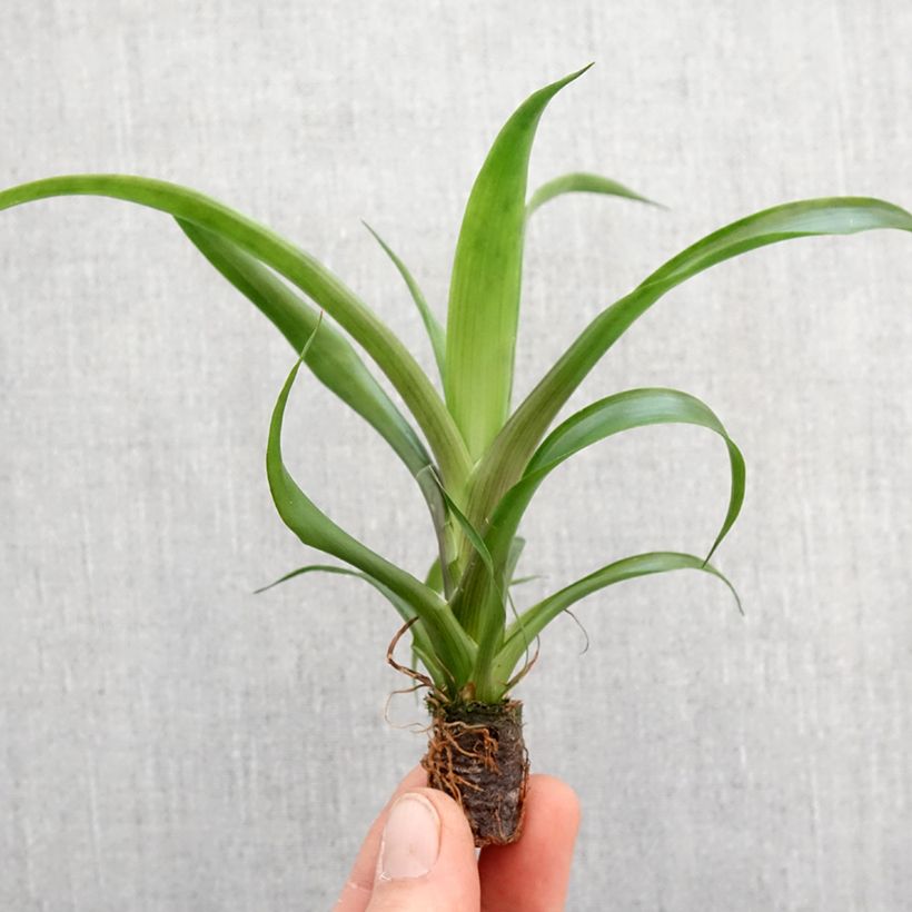 Guzmania Candy Mini-plante sample as delivered in spring