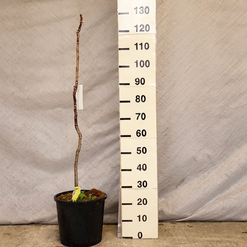 Gymnocladus dioica 7.5L/10L pot sample as delivered in spring