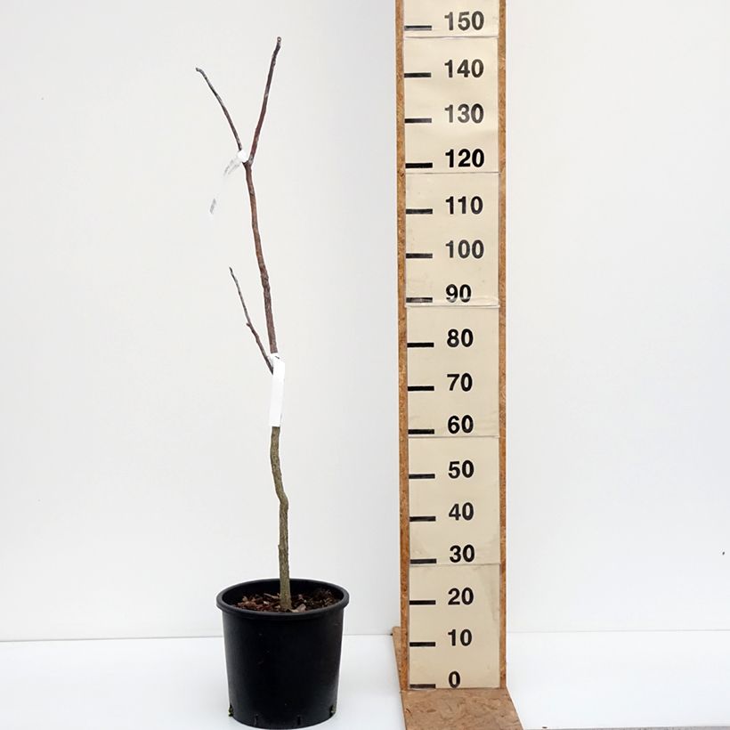 Gymnocladus dioica 7.5L/10L pot sample as delivered in autumn
