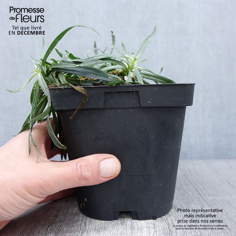 Gypsophila paniculata Bristol Fairy 2L/3L pot sample as delivered in autumn