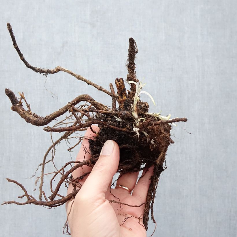 Gypsophila paniculata Flamingo Bare root sample as delivered in winter