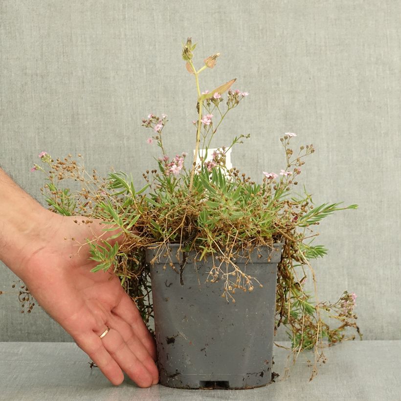 Gypsophila repens Rosa Schönheit - Gypsophile rampant Pot de 2L/3L sample as delivered in summer
