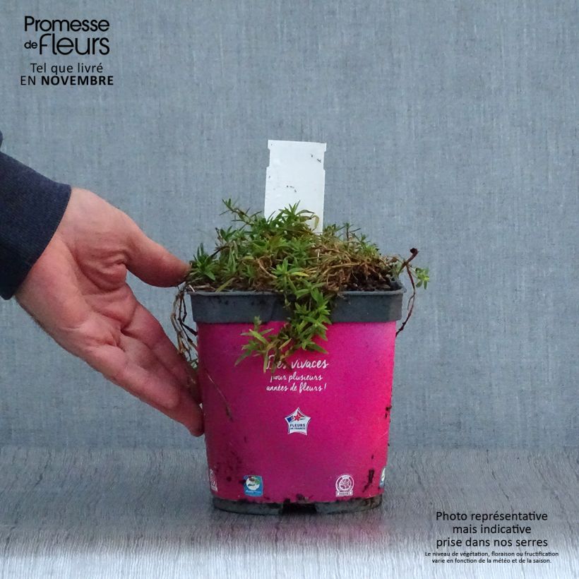 Gypsophila Rosenschleier 2L/3L pot sample as delivered in autumn