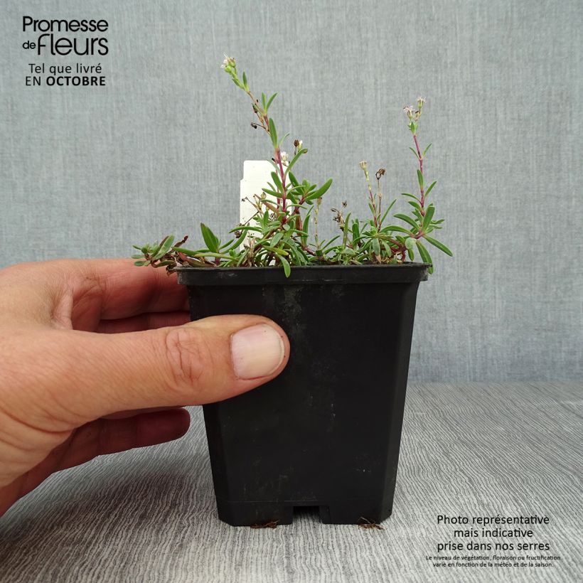 Gypsophila repens Alba 8/9 cm pot sample as delivered in autumn