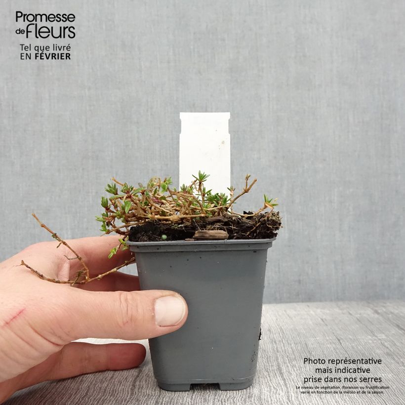 Gypsophila repens White Angel 8/9 cm pot sample as delivered in winter