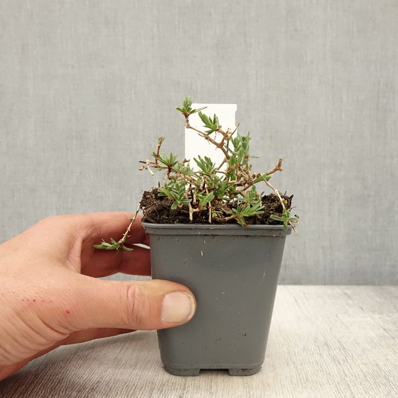 Gypsophila repens White Angel 8/9 cm pot sample as delivered in spring