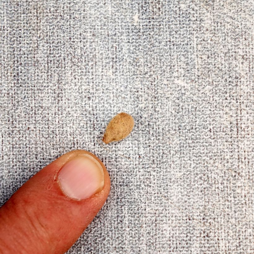 Habenaria radiata Bulb size I sample as delivered in spring