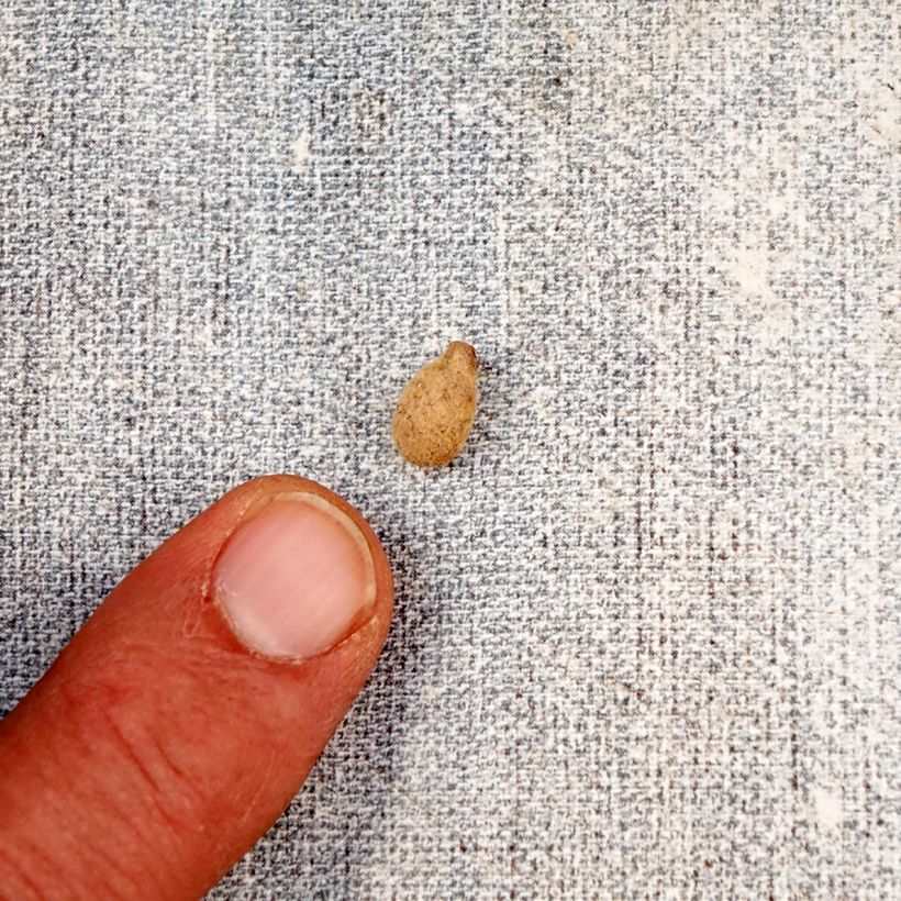 Habenaria radiata Variegata Bulb size I sample as delivered in spring