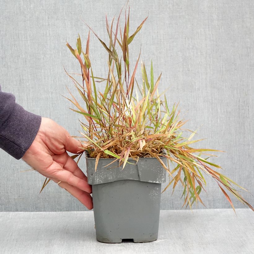 Hakonechloa macra Beni-Kaze - Japanese Forest Grass 1L/1.5L pot sample as delivered in autumn