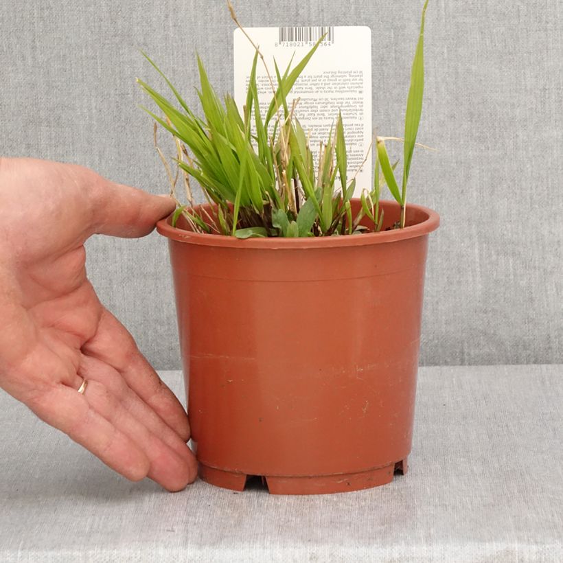 Hakonechloa macra Beni-Kaze - Japanese Forest Grass 1L/1.5L pot sample as delivered in spring