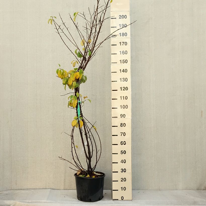 Halesia carolina - Carolina Silverbell 18L/20L pot sample as delivered in autumn