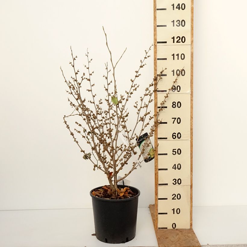 Hamamelis intermedia Arnold Promise - Witch Hazel 18L/20L pot sample as delivered in autumn