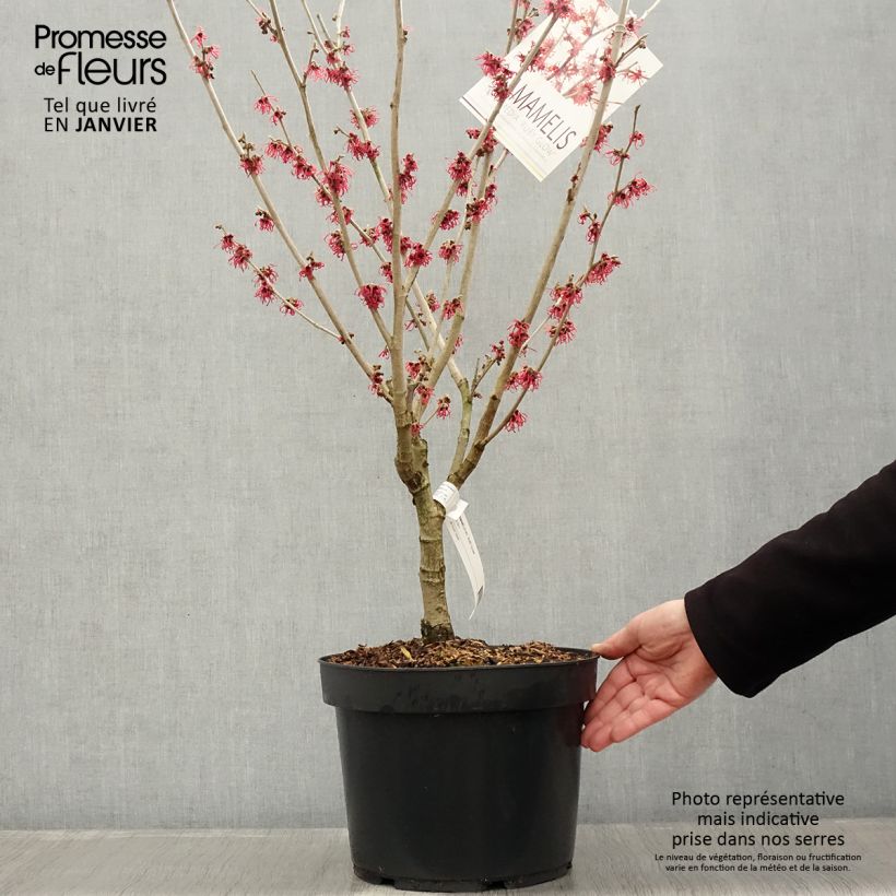 Hamamelis intermedia Ruby Glow - Witch Hazel 6L/7L pot sample as delivered in winter