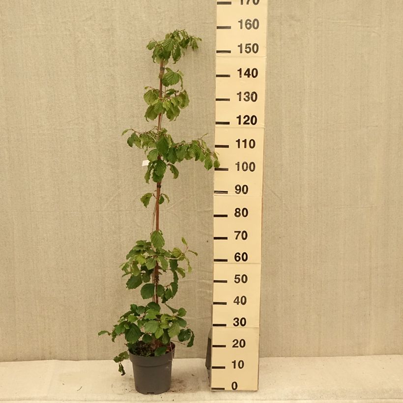 Hamamelis japonica Pendula - Witch Hazel 6L/7L pot sample as delivered in summer